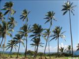 Cerro Gordo Beach - VEGA ALTA